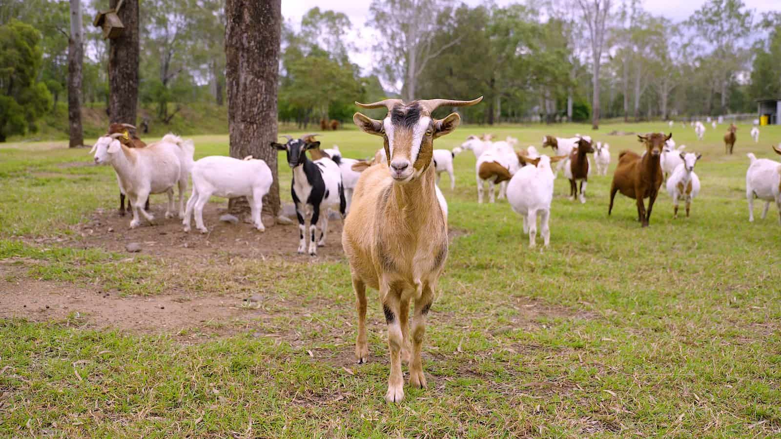 Goat Herd